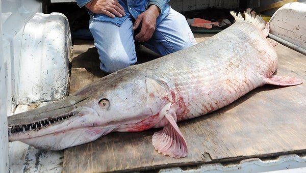 Cockerham nets alligator gar in fishing net on Lake Concordia ...