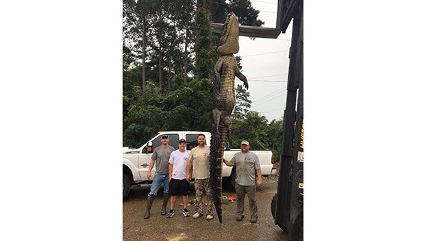 Alligator Hunters Set New Mississippi Length Record Near Natchez