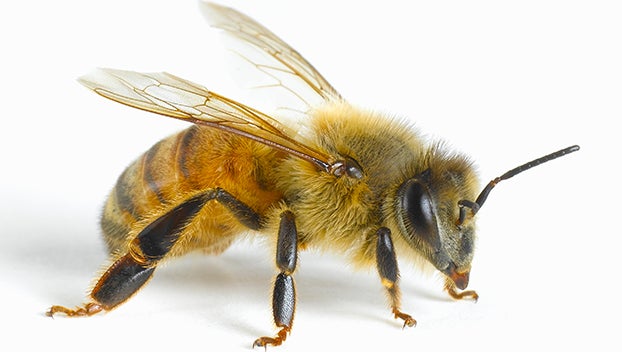 Honey Bee or Yellow Jacket?  Mississippi State University Extension Service