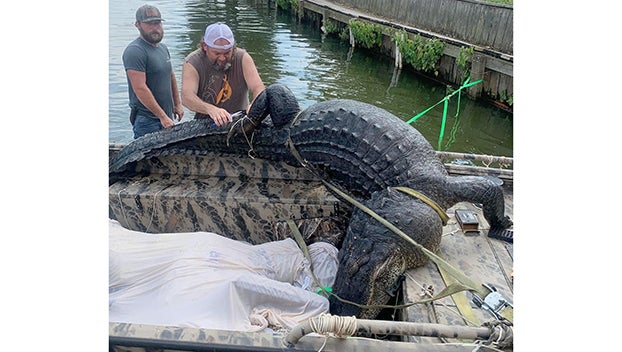 Ghosts of Gators past haunt Florida in Lexington - The Independent Florida  Alligator